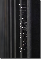 Lacewings