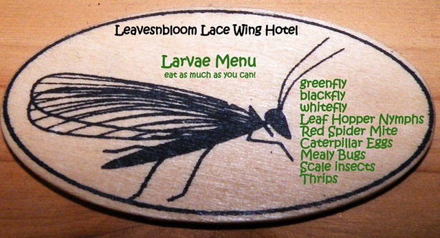 [Larvae Menu[8].jpg]