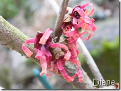 Melody of ribbons 3