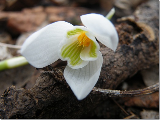 snowdrop Galanthus nivalis snowdrop Galanthus nivalis