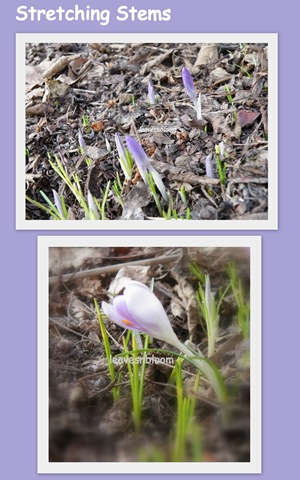 [Stretching Stems collage[6].jpg]