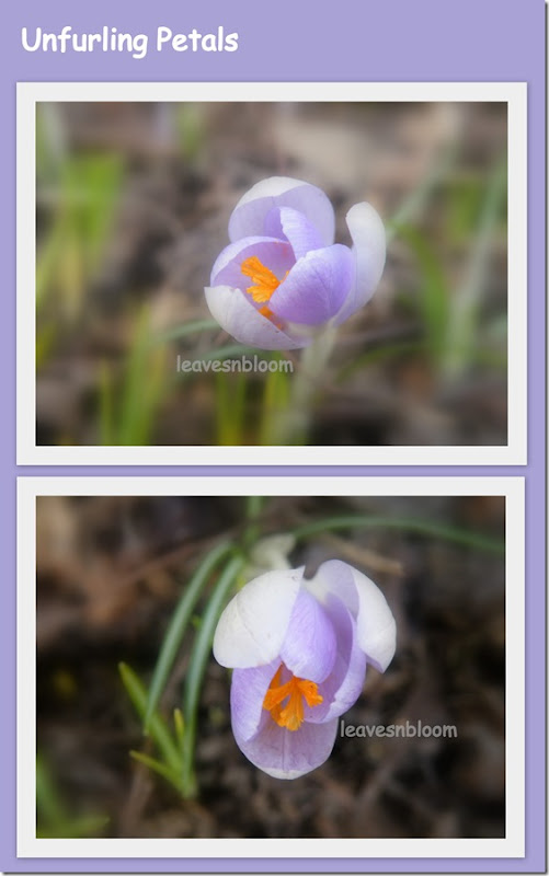unfurling petals collage