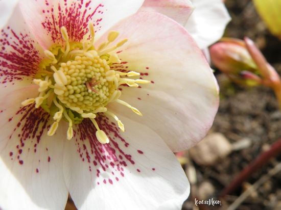 [Deweys hellebore 1.jpg]