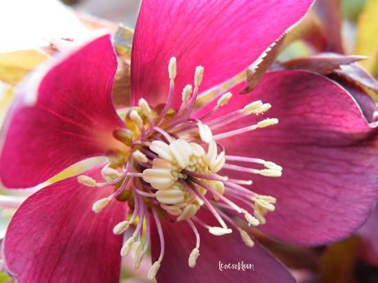 [hellebore frt garden.jpg]