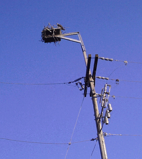 osprey