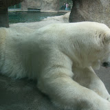 Polar Bear