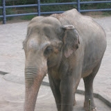 Enormous Elephant