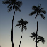 Palm Trees in the Sunset