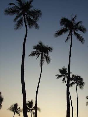 Palm Trees in the Sunset