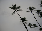 Palm Trees on a Cloudy Day