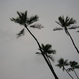 Palm Trees on a Cloudy Day
