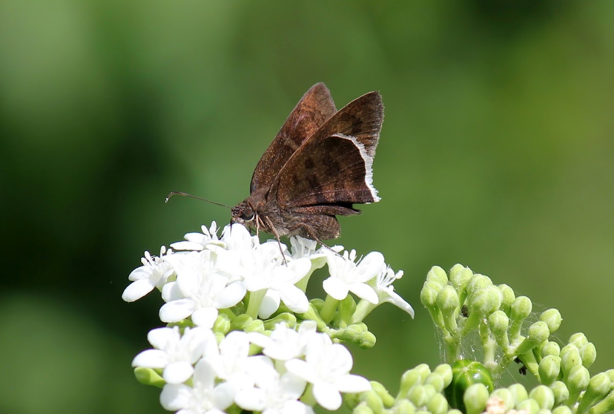 White-edged Cloudywing