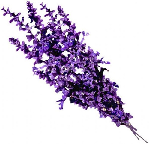 [images_lavender[3].jpg]