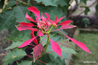 Pokhara 063.JPG Photo