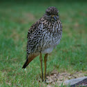 Spotted Thick-Knee