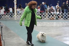 judith mcgrath havanese havanese fanciers specialty 2008 havanese fanciers of canada judith mcgrath havanese havanese fanciers specialty 2008 havanese fanciers of canada