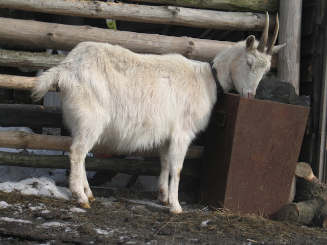 Obrazek