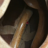 Inside the soundhole.  The bracing is achieved thru vine-like supports. Yep, that's a carved and painted ladybug!