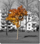 Autumntree1