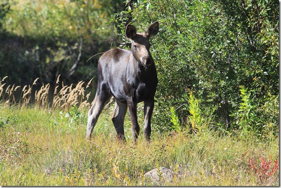 Young Cow Moose