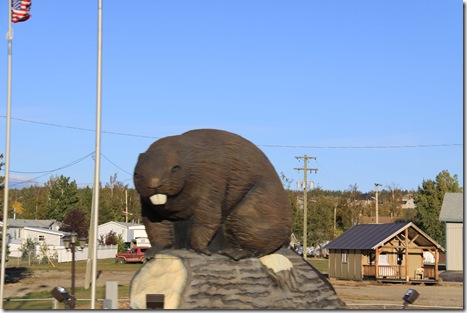 Now that's a Big Beaver!