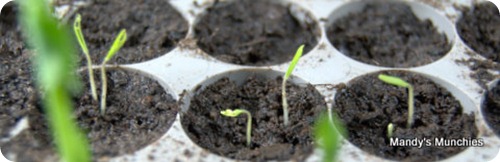 07-03 Tomatoes sprouted 07-03 Tomatoes sprouted