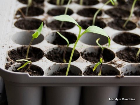 [28-03 chilies sprouted.jpg]