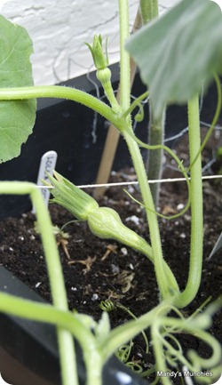 Squash12July2 Squash12July2
