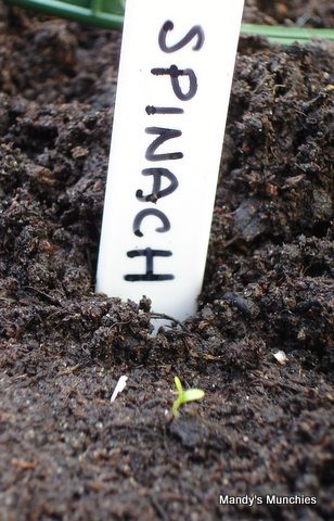 [11-04 Spinach[2].jpg]