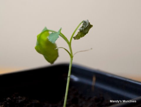 [26-04 Sprouting broccoli[2].jpg]