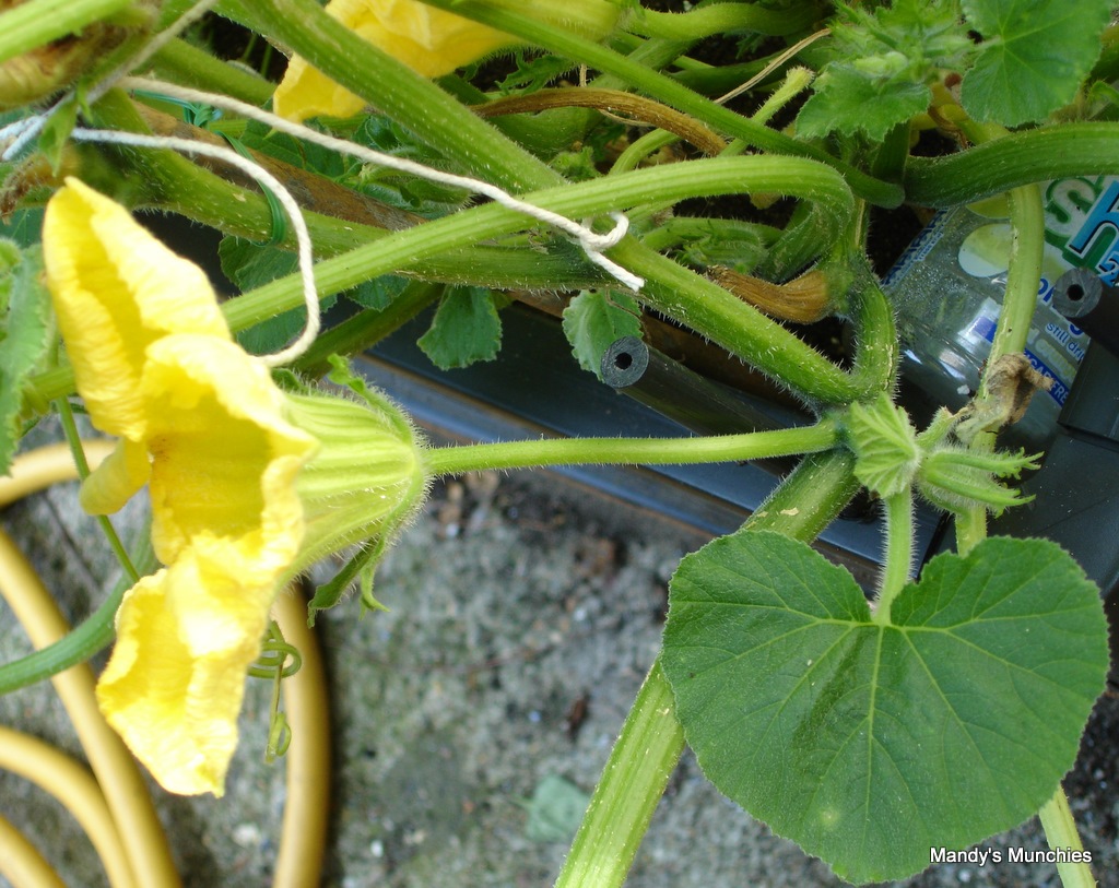 [Squash male flower 9 Aug-1[4].jpg]