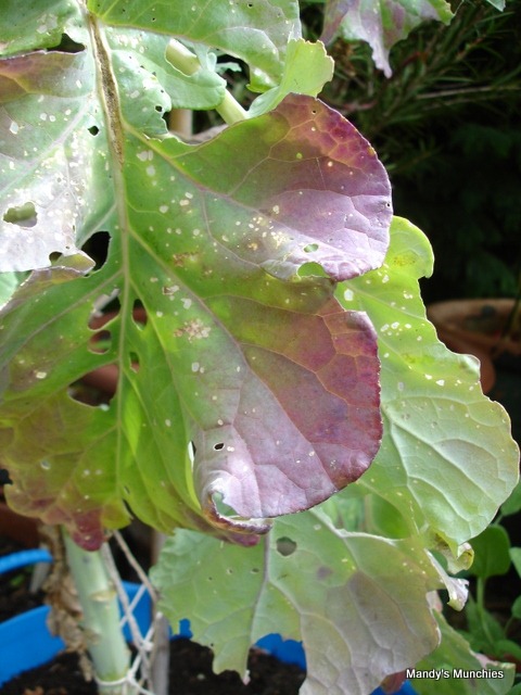 [11-09 PSB leaves[2].jpg]
