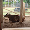 Red Holstein Cow