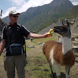 Al offers up Duckee to a somewhat malevolent llama