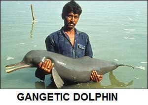 [gangetic dolphin[2].jpg]