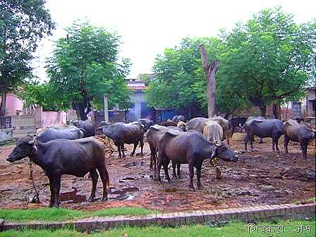 [shivkuti cattles[5].jpg]
