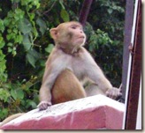 Monkey