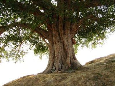 [Peepal Tree[2].jpg]