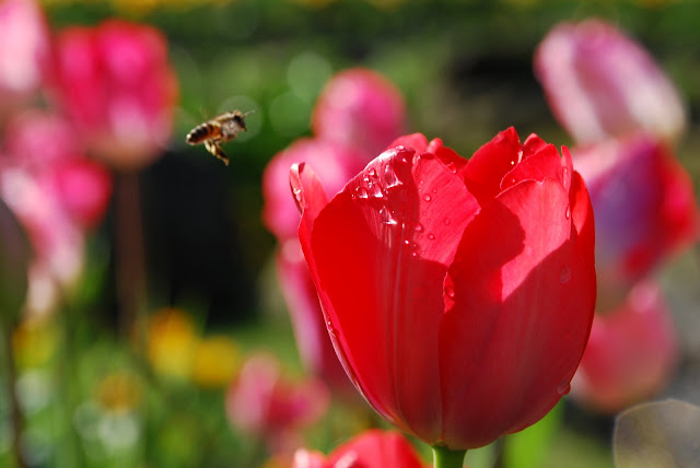 蜜蜂忙著在鬱金香花叢間穿梭飛舞。
