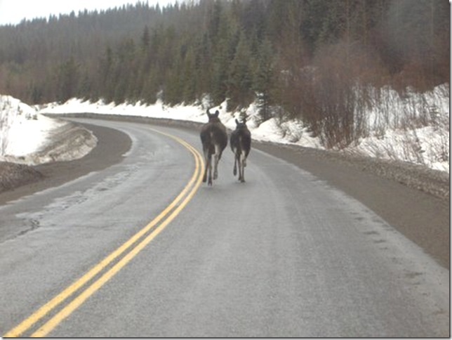 moose