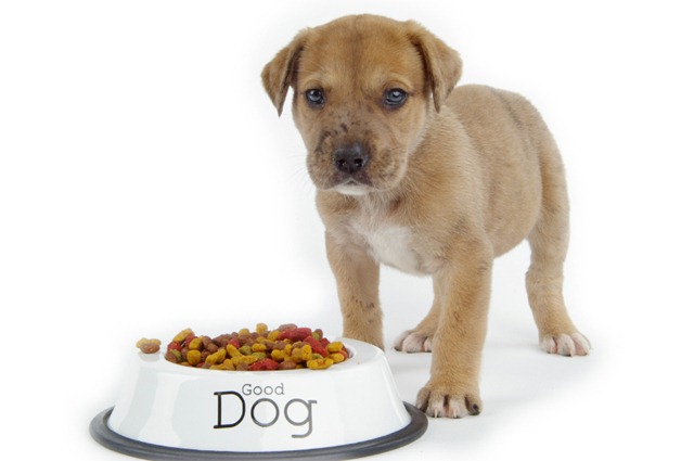 [dog-food[1].jpg]