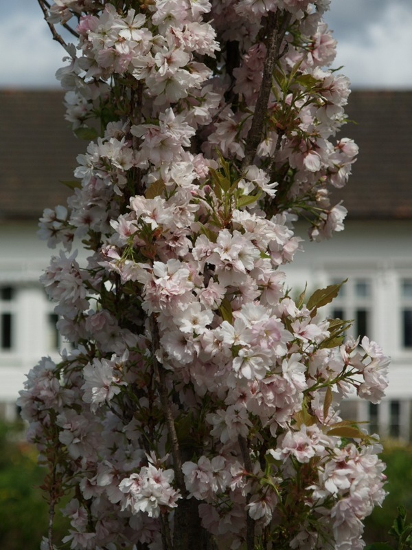 2011-05-16 Hagen i mai (72)