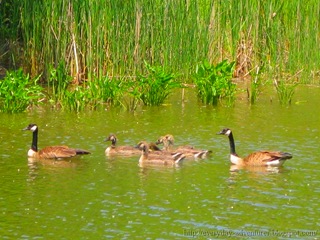 Older Goslings