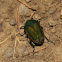 Green June Beetle