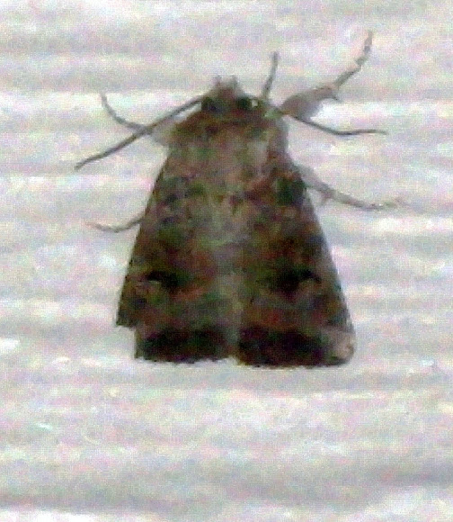 Spotting Image 1