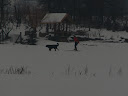 Skijoring