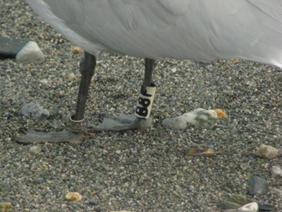 Larus audoinii B8F Larus audoinii B8F