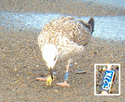 g27k 10-10-10 (detalle anilla)