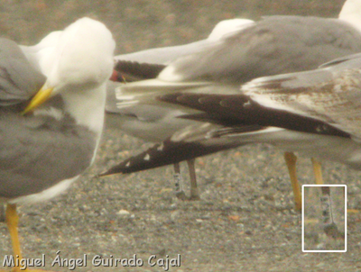 Larus audoinii ACWN