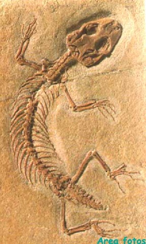 [fosil lagarto[9].jpg]